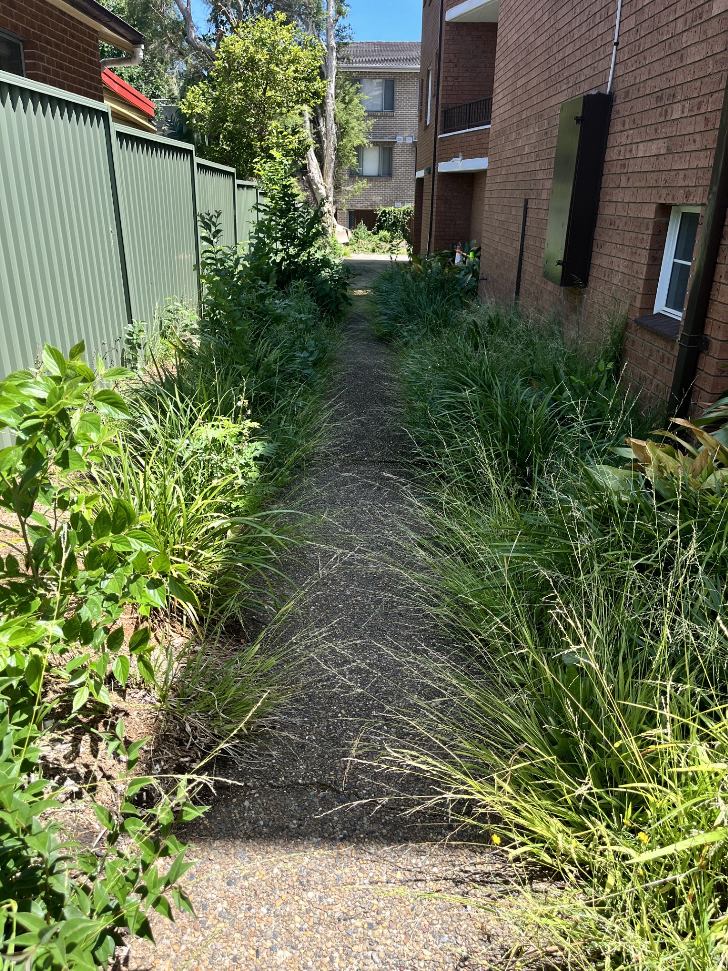 Garden path before clearing